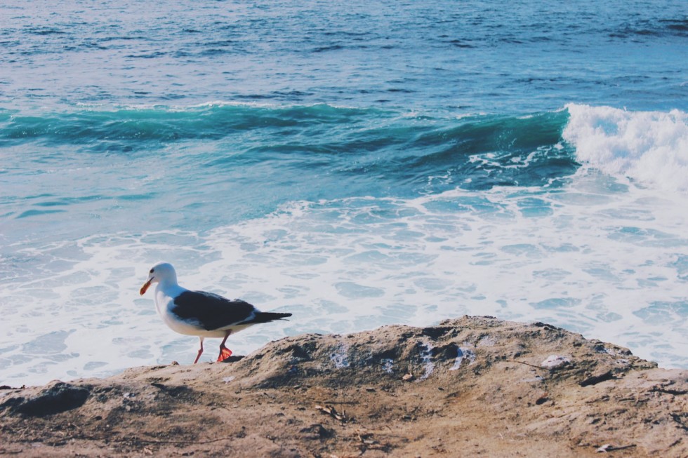 La Jolla seals (10)